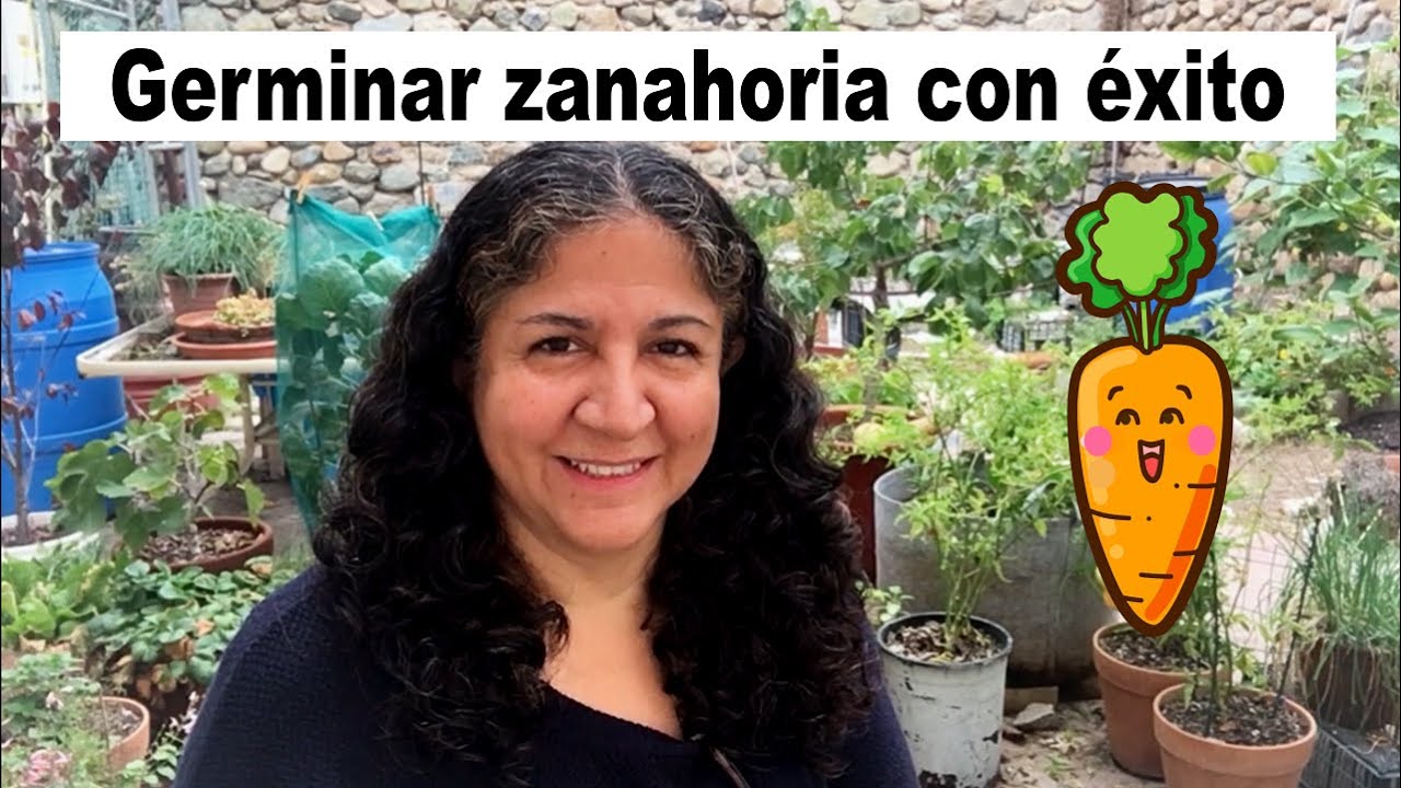 ¿Tus zanahorias no germinan? Siémbralas así.