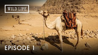 Egypt: Life Beyond the Desert | Destination Wild: Desert Lands Of The Middle East | Episode 1