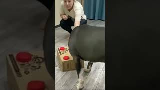 Обучение Амстаффа на поиск по запаху #питомникамстаффов #щенкиамстаффа