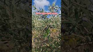 Download Lagu ullinjte kane bere prodhim sivjet ,por sa ka vajt litri i vajit?#fshati #fermer #buqesia#diaspora MP3 Download Lagu ullinjte kane bere prodhim sivjet ,por sa ka vajt litri i vajit?#fshati #fermer #buqesia#diaspora MP3