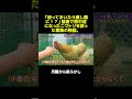 日本一暑い街のニワトリがピンチ！猛暑を乗り切るための「氷水ケア」が凄すぎる。 #マツコ #月曜から夜ふかし