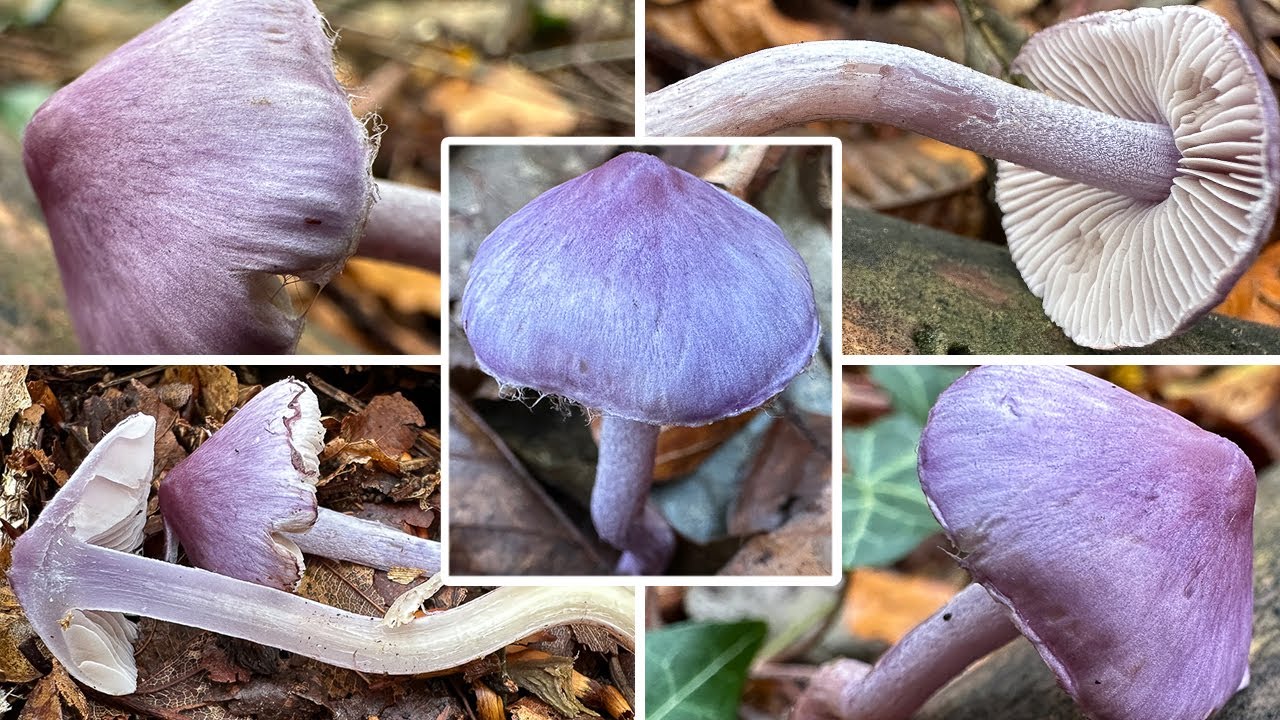 Gefährliche Verwechslung möglich! Violetter Risspilz oder Lacktrichterling? Inocybe violacea