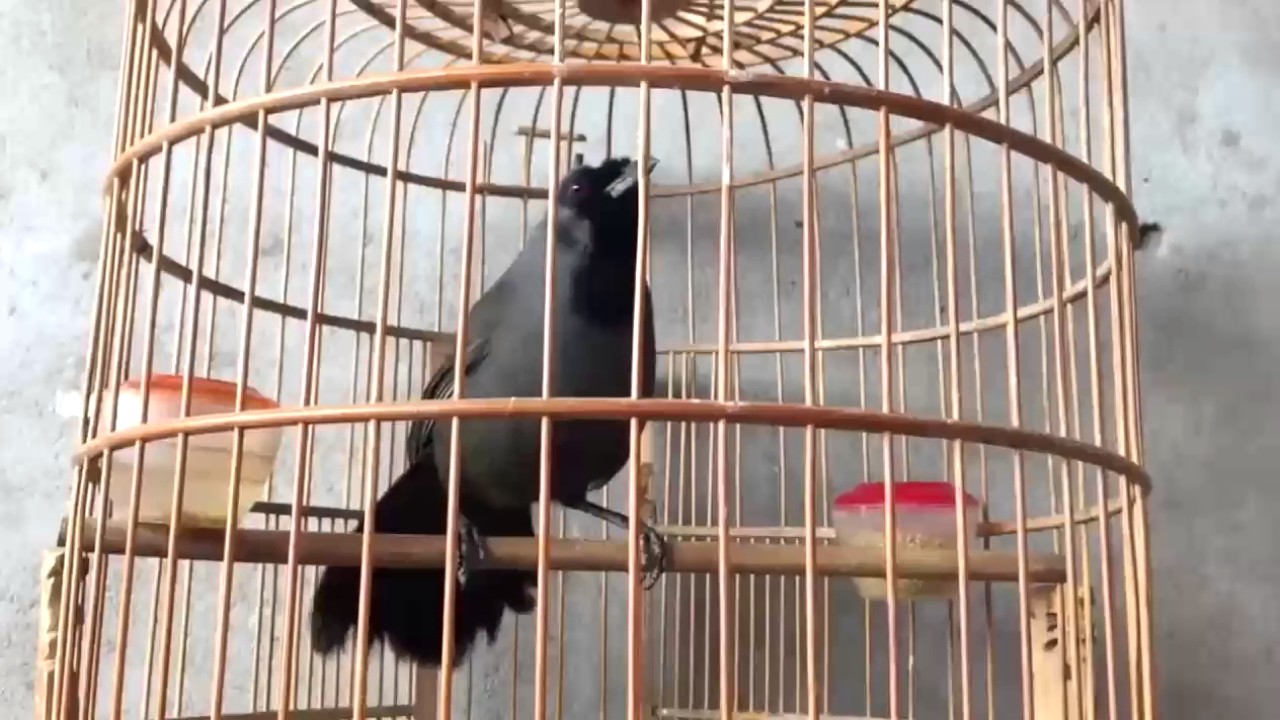 khuou mun hot mp3 khuou mun hot mp3