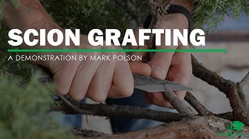 Juniper scion grafting with Mark Polson