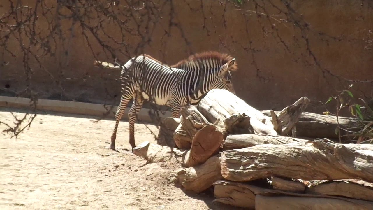 Grevy's Zebra 　Baby girl pee time　シマウマ　女の子のおトイレタイム　Los Angeles Zoo