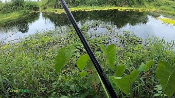 Cá lóc đen rừng U Minh Thượng | Săn Hogo cá lóc đen rừng U Minh Thượng (Tập 2)