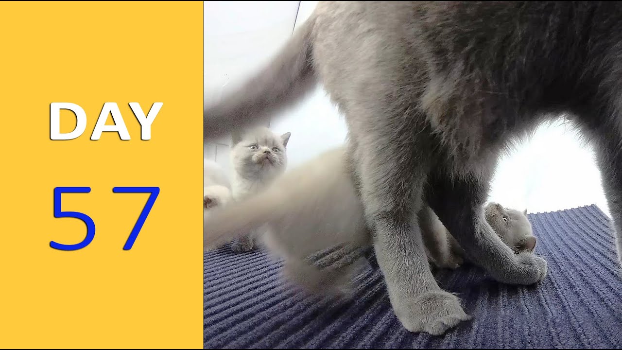 DAY 57 Baby Kittens after Birth Emotional YouTube