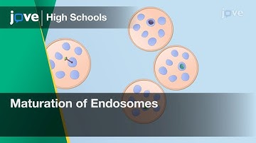Maturation of Endosomes | Cell Bio | Video Textbooks - Preview