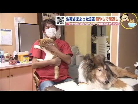 危機 乗り越えた2匹 癒やしで恩返し 動物病院の看板犬 にゃんこ 金曜日のわんこ にゃんこ 21 01 22 50 Youtube