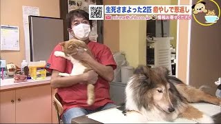 危機 乗り越えた2匹 癒やしで恩返し 動物病院の看板犬 にゃんこ 金曜日のわんこ にゃんこ 21 01 22 50 Youtube