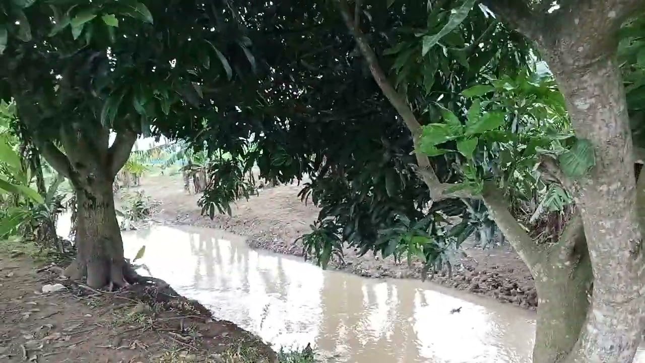 Inilah pesawahan Petani krasak sidamulya blok pembuangan 👍