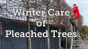 Pleached Trees - Considerations for Growing  and Caring for your Trees