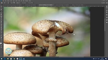 #14 PHOTOSHOP CC: TÁCH ĐỐI TƯỢNG KHỎI NỀN SIÊU NHANH BẰNG MAGIC WAND VÀ QUICK SELECTION TOOL (1080P)