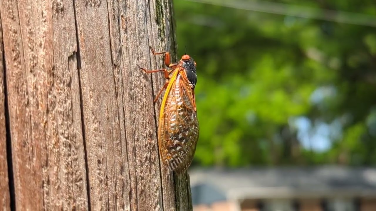 13 Year Cicada (Magicicada) calling up close