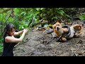 Lost puppy attacked by a snake 7 days solo bushcraft  survival p6