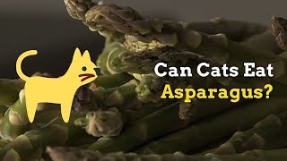 Can Cats Eat Asparagus | Good or Bad Choice? by Cats How 218 views 4 years ago 1 minute, 43 seconds