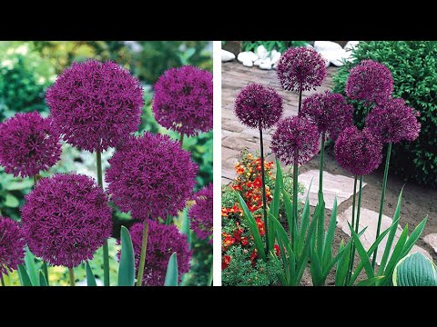 How to Plant Allium Purple Sensation Bedding: Summer Guide