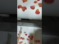 candy #highlights #factoryproducts