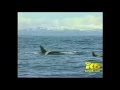 King 5 news nbc seattle keiko swims with wild whales