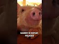 Cómo se Comunican los Cerdos