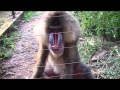 MANDRILL YAOUNDE ZOO