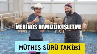 Damizlik İşletmeler İçi̇n Altin Kural Sürü Takip Programı