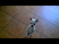 Funny dog dancing by usaka