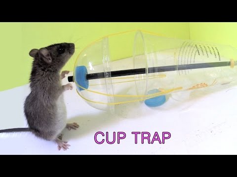 Disposable Cup Mouse Rat/Trap