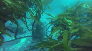 Buceo en Quintay, Falucho, Región de Valparaíso, Chile