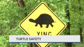 Turtle Crossing Safety - June 20th, 2019