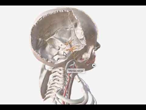 عصب تری ژمینال یا عصب سه قلو گانگلیون تری ژمینال آموزش سه بعدی
