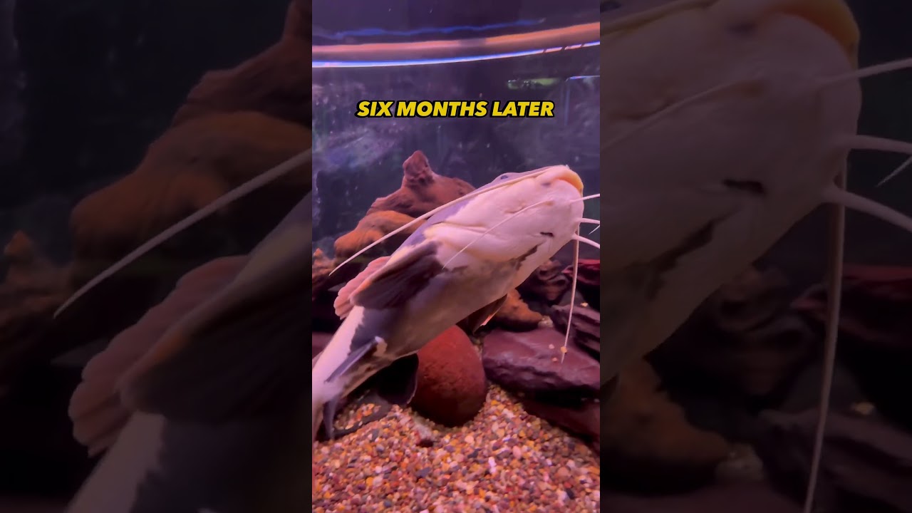 Redtail Catfish can hit 3+ ft long in 2 years 😮