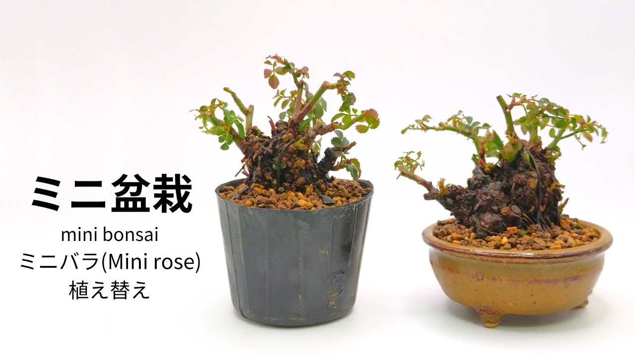 ミニバラの植え替え　ミニ盆栽　Mini rose　#5