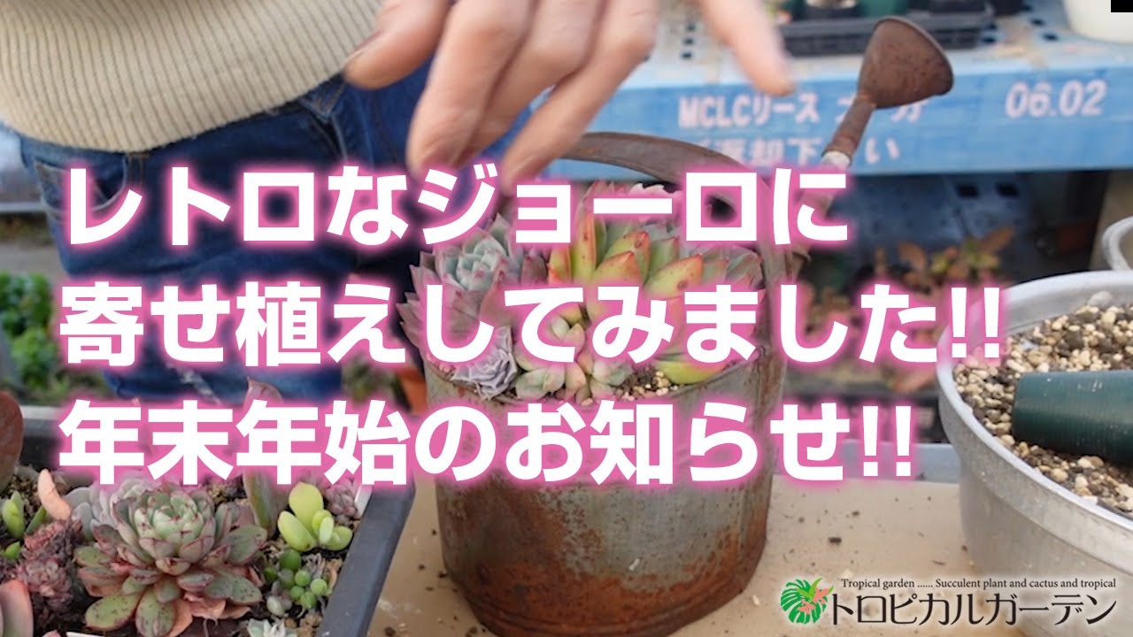 Succulents] I tried planting them in a retro watering can!! New
