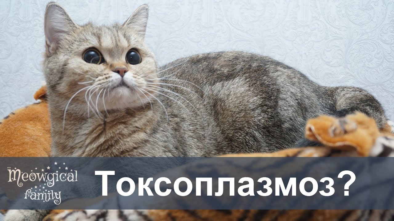 Токсоплазмоз - опасность для беременных