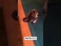 Watch till the end 😂 | Cats be unexpected #shorts #viral #cat #funnycats #catvideos