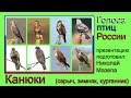 Канюки. Голоса птиц России