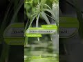الأخلاق الأخلاق يا أمة متمم مكارم الأخلاق فصيح الحجاز علي القرني