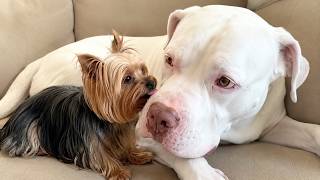 They called him a "monster" and warned me to keep him out—until this happened.