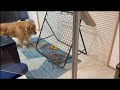 大事なものが 手の届かない場所にあってフリーズする愛犬w 大事なものが 手の届かない場所にあってフリーズする愛犬w