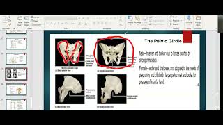 Ch 8 - Video C - Appendicular skeleton