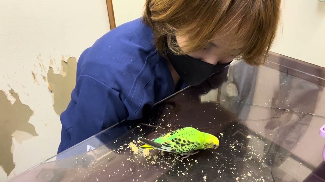 ⑹セキセイインコのピーちゃんの診察治療