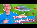 RASBORA de Myanmar · Sawbwa Resplendens