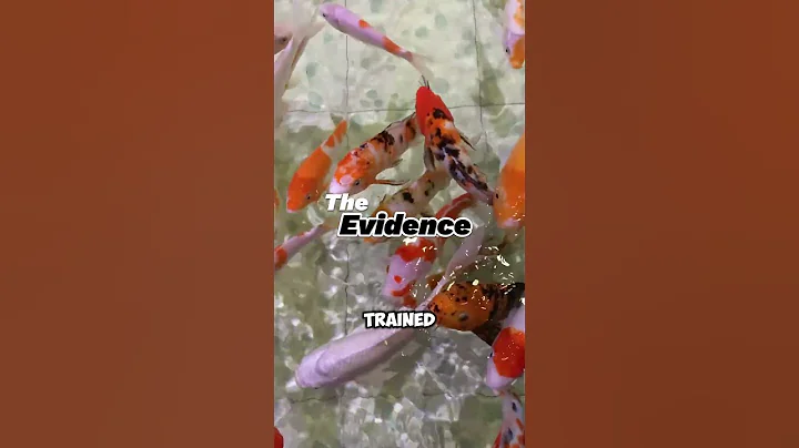 Do Goldfish Have a 3-Second Memory?