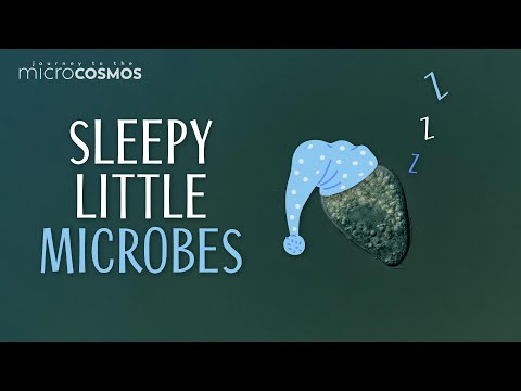 Some Microbes Also Take Naps