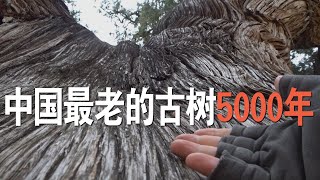 实地探访中国仅存的5棵5000年古树都是柏树全部都在陕西