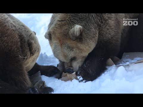 Video: Onko karhu lihansyöjä?