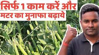 सिर्फ एक काम करें और मटर का मुनाफा बढाये लागत घटाएं / Pea Farming / matar ki kheti