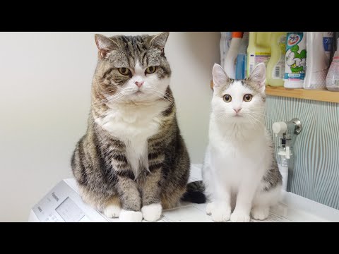 洗濯機の上で揺れるねこ。-Maru shakes on the washing machine.-