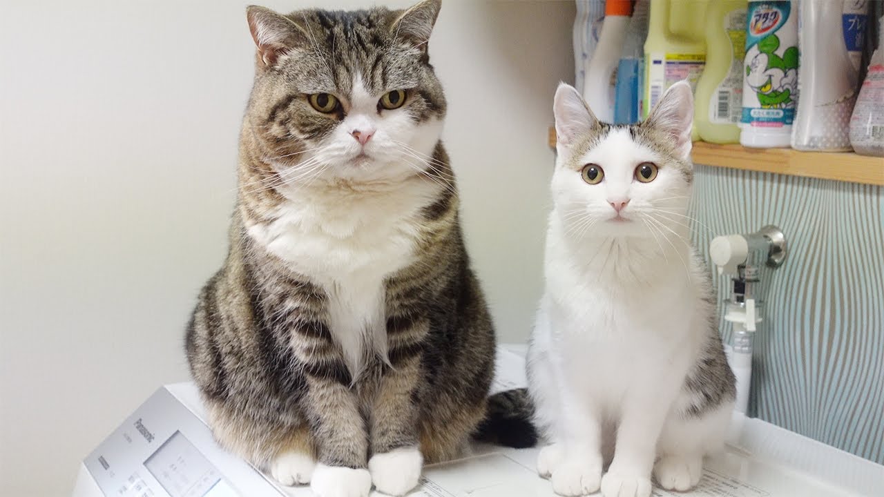 洗濯機の上で揺れるねこ Maru Shakes On The Washing Machine Youtube